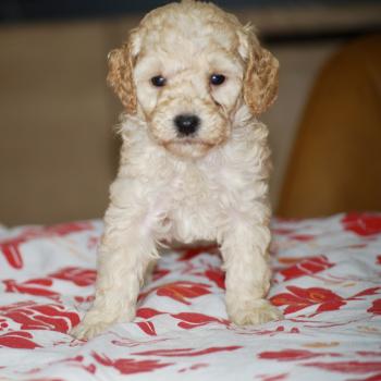 chiot Caniche Champagne Borghia col violet Elevage zadatis  caniche , teckel