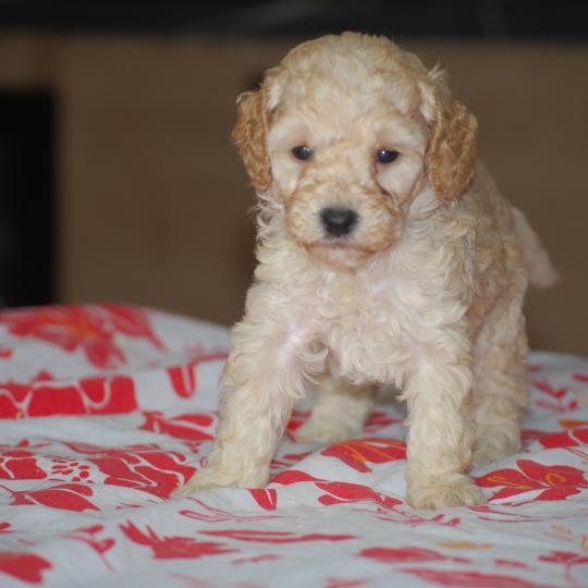 chiot Caniche Champagne Borghia col violet Elevage zadatis  caniche , teckel