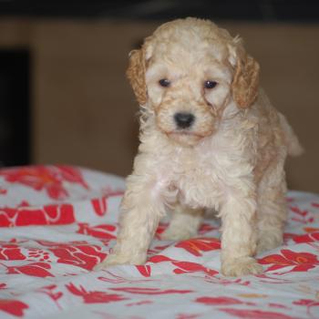 chiot Caniche Champagne Borghia col violet Elevage zadatis  caniche , teckel