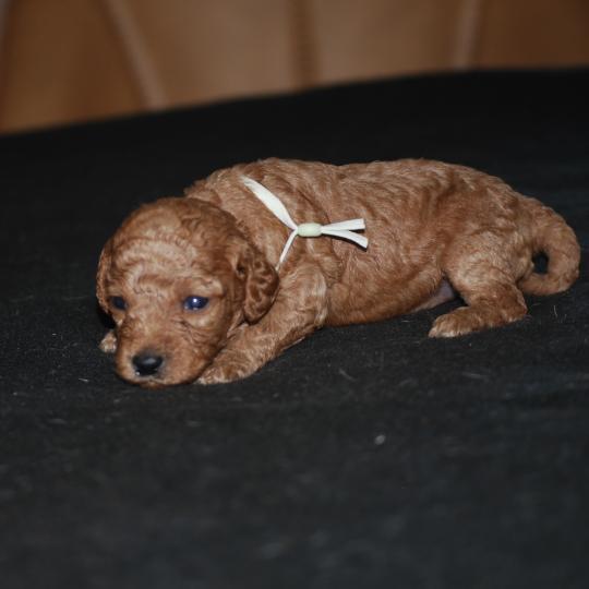 chiot Caniche Fauve rouge Borghia col vert eau Elevage zadatis  caniche , teckel