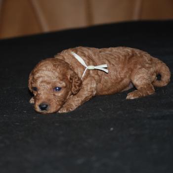 chiot Caniche Fauve rouge Borghia col vert eau Elevage zadatis  caniche , teckel