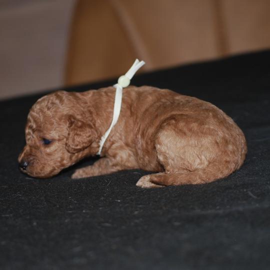 chiot Caniche Fauve rouge Borghia col vert eau Elevage zadatis  caniche , teckel
