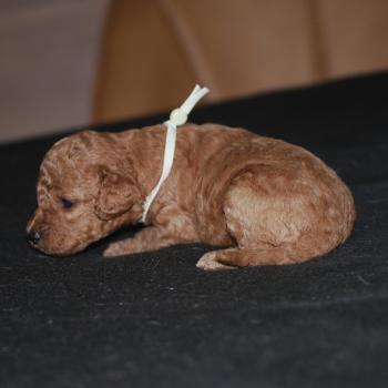 chiot Caniche Fauve rouge Borghia col vert eau Elevage zadatis  caniche , teckel