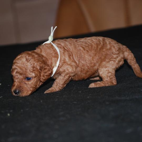 chiot Caniche Fauve rouge Borghia col vert eau Elevage zadatis  caniche , teckel