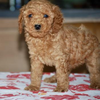 chiot Caniche Fauve rouge Borghia col vert eau Elevage zadatis  caniche , teckel