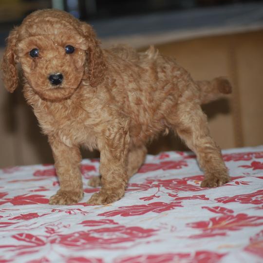 chiot Caniche Fauve rouge Borghia col vert eau Elevage zadatis  caniche , teckel