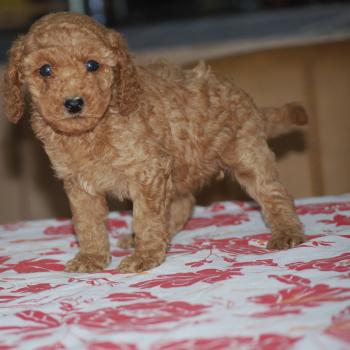chiot Caniche Fauve rouge Borghia col vert eau Elevage zadatis  caniche , teckel