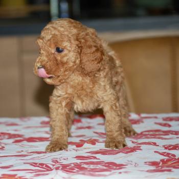 chiot Caniche Fauve rouge Borghia col vert eau Elevage zadatis  caniche , teckel