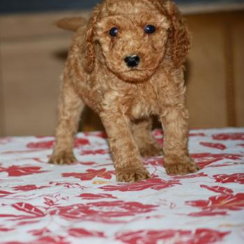 chiot Caniche Fauve rouge Borghia col vert eau Elevage zadatis  caniche , teckel
