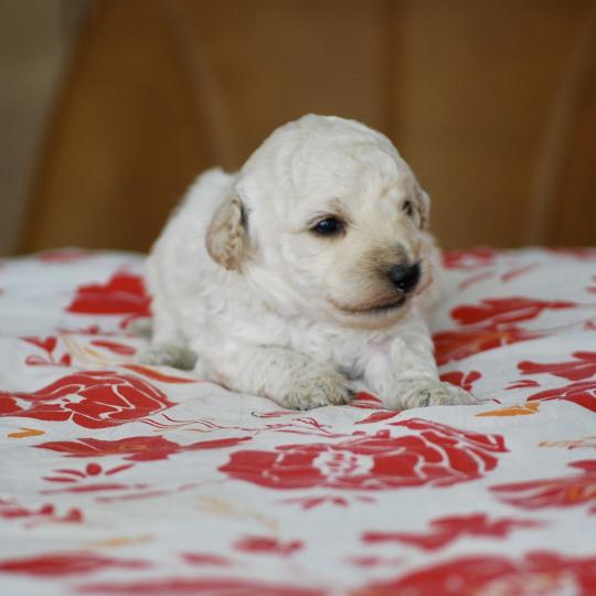 ZADATIS Brave Ulysse Mâle Caniche