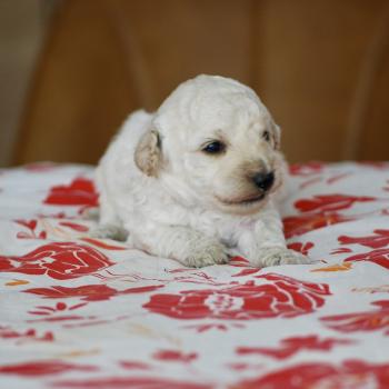 chiot Caniche Blanc champagne Borys Elevage zadatis  caniche , teckel