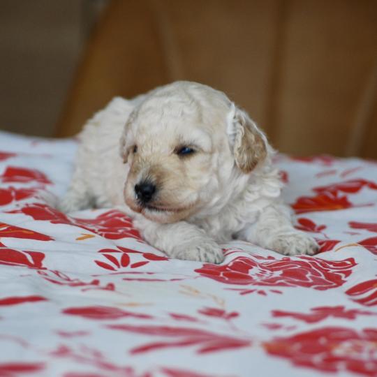 chiot Caniche Blanc champagne Borys Elevage zadatis  caniche , teckel