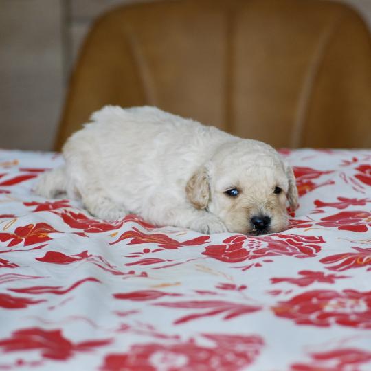 chiot Caniche Blanc champagne Borys Elevage zadatis  caniche , teckel