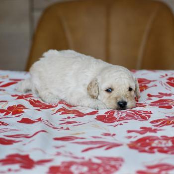 chiot Caniche Blanc champagne Borys Elevage zadatis  caniche , teckel