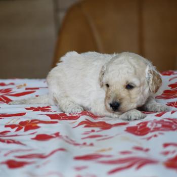 chiot Caniche Blanc champagne Borys Elevage zadatis  caniche , teckel