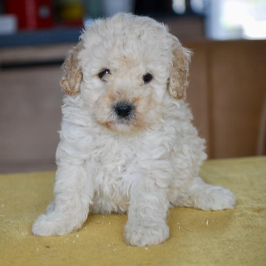 chiot Caniche Blanc champagne Brave Ulysse Elevage zadatis  caniche , teckel