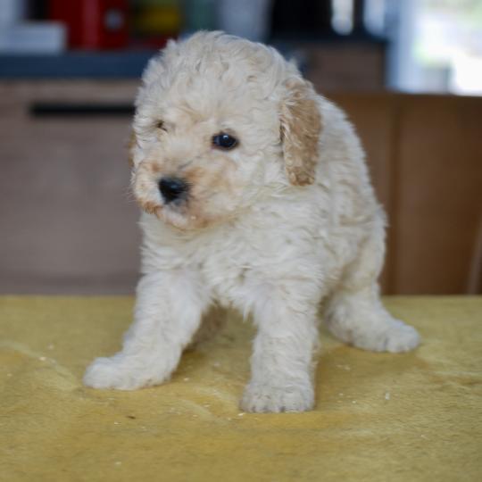 chiot Caniche Blanc champagne Brave Ulysse Elevage zadatis  caniche , teckel