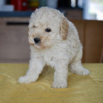 chiot Caniche Blanc champagne Brave Ulysse Elevage zadatis  caniche , teckel