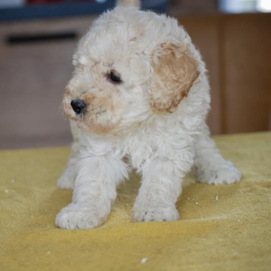 chiot Caniche Blanc champagne Brave Ulysse Elevage zadatis  caniche , teckel
