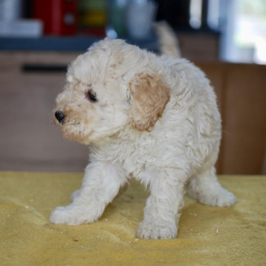 chiot Caniche Blanc champagne Brave Ulysse Elevage zadatis  caniche , teckel