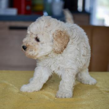 chiot Caniche Blanc champagne Brave Ulysse Elevage zadatis  caniche , teckel