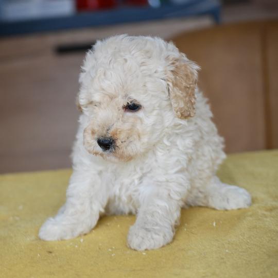 chiot Caniche Blanc champagne Brave Ulysse Elevage zadatis  caniche , teckel