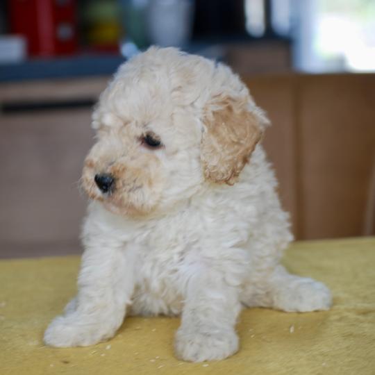 chiot Caniche Blanc champagne Brave Ulysse Elevage zadatis  caniche , teckel