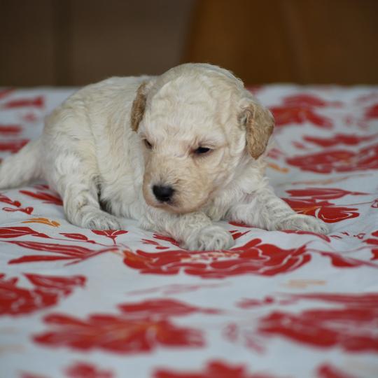 chiot Caniche Blanche Brindille col noir Elevage zadatis  caniche , teckel