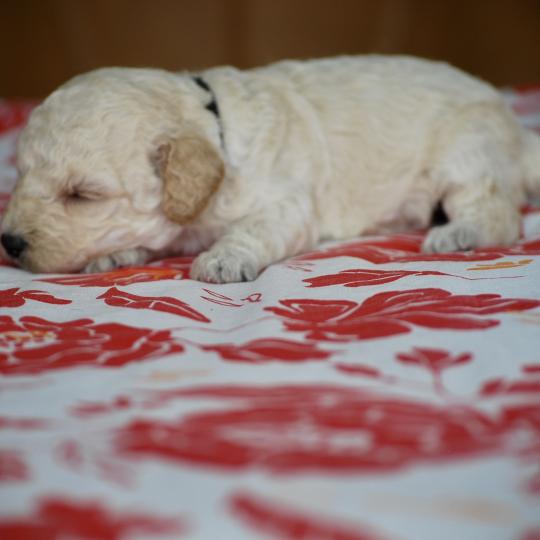 chiot Caniche Blanche Brindille col noir Elevage zadatis  caniche , teckel