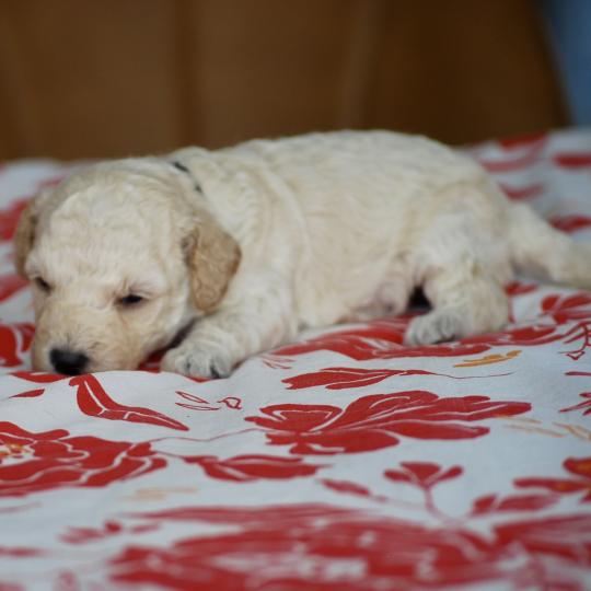 chiot Caniche Blanche Brindille col noir Elevage zadatis  caniche , teckel