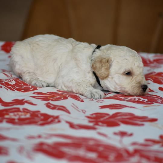 chiot Caniche Blanche Brindille col noir Elevage zadatis  caniche , teckel