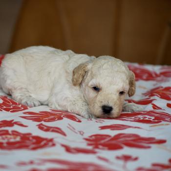 chiot Caniche Blanche Brindille col noir Elevage zadatis  caniche , teckel