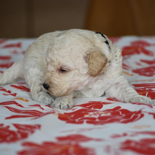 chiot Caniche Blanche Brindille col noir Elevage zadatis  caniche , teckel