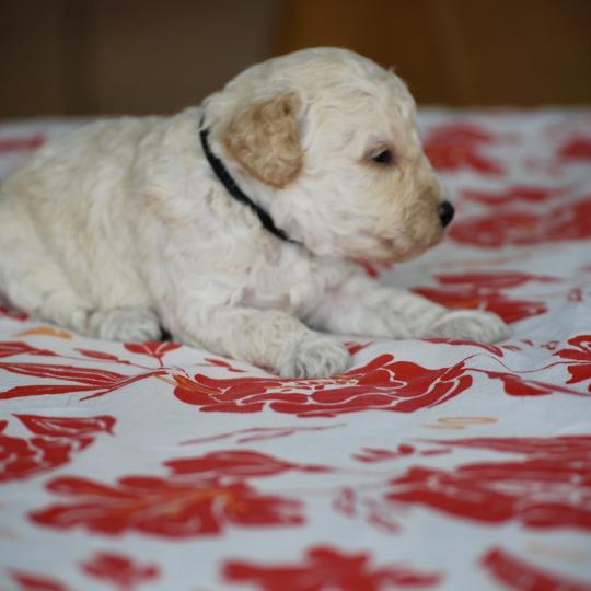 chiot Caniche Blanche Brindille col noir Elevage zadatis  caniche , teckel