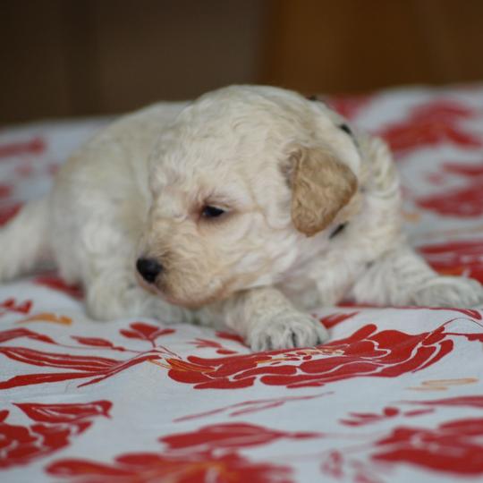 chiot Caniche Blanche Brindille col noir Elevage zadatis  caniche , teckel