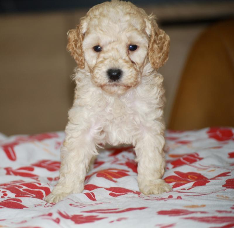ZADATIS Brindille col noir Femelle Caniche