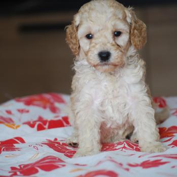chiot Caniche Blanche champagne Brindille col noir Elevage zadatis  caniche , teckel