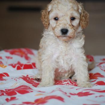 chiot Caniche Blanche champagne Brindille col noir Elevage zadatis  caniche , teckel