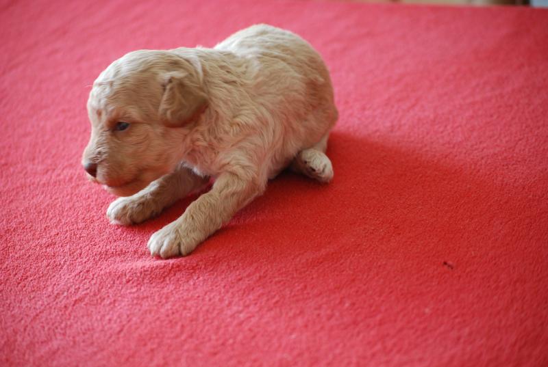 ZADATIS Nino Mâle Caniche