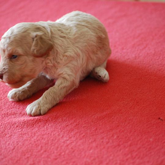 chiot Caniche Champagne Bulle Elevage zadatis  caniche , teckel