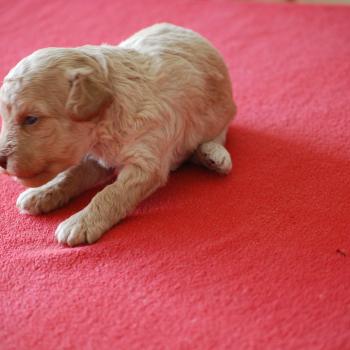 chiot Caniche Champagne Bulle Elevage zadatis  caniche , teckel