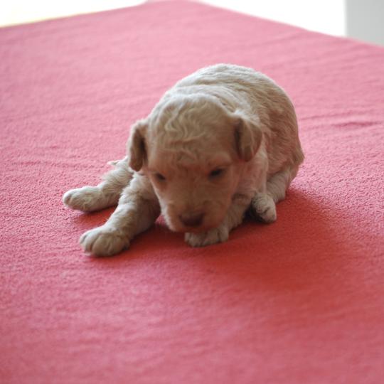 chiot Caniche Champagne Bulle Elevage zadatis  caniche , teckel