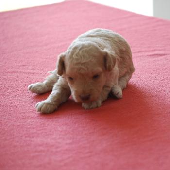 chiot Caniche Champagne Bulle Elevage zadatis  caniche , teckel