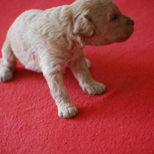 chiot Caniche Champagne Bulle Elevage zadatis  caniche , teckel