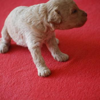 chiot Caniche Champagne Bulle Elevage zadatis  caniche , teckel