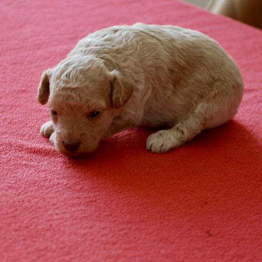 chiot Caniche Champagne Bulle Elevage zadatis  caniche , teckel