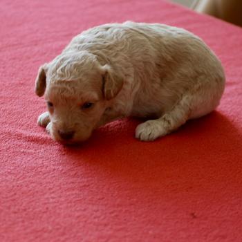chiot Caniche Champagne Bulle Elevage zadatis  caniche , teckel
