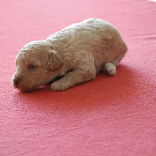 chiot Caniche Champagne Bulle Elevage zadatis  caniche , teckel