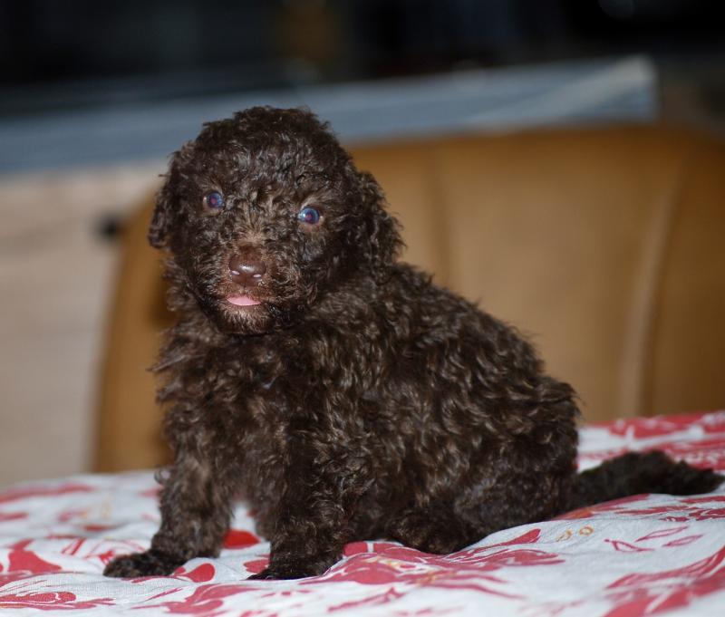 ZADATIS Berta Femelle Caniche