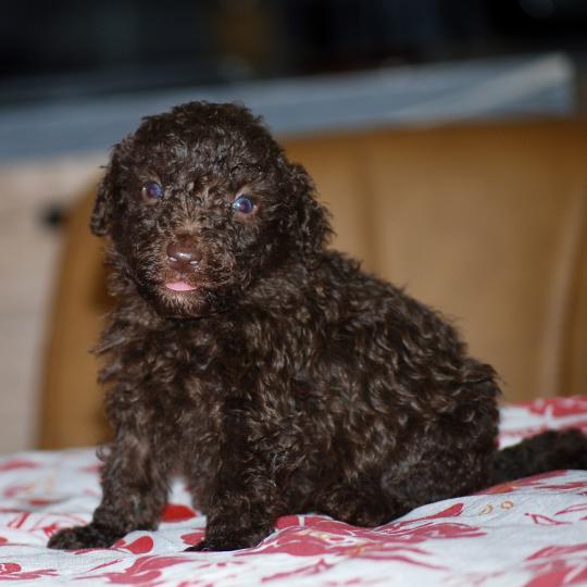 chiot Caniche Chocolat Berta Elevage zadatis  caniche , teckel